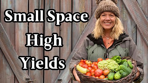 Ali's Organic Garden & Homestead