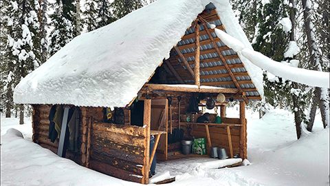 Forest life in the north