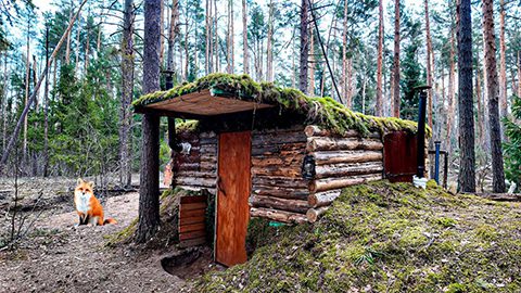 Forest Expanses
