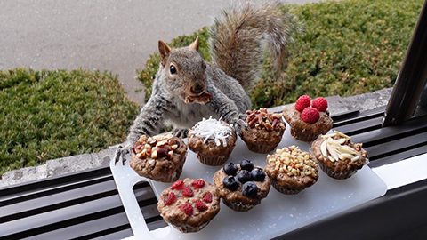 Squirrels at the window