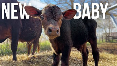Evelyn's Farm Diaries